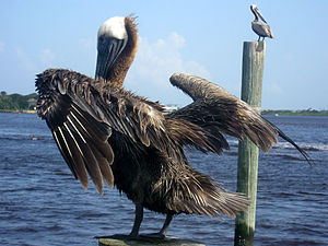 Two brown pelicans, Ponce Inlet, Florida, USA