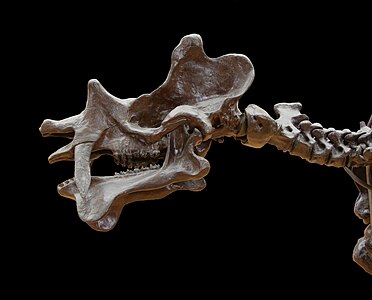 Cast of Uinthaterium anceps(1872), aka Dinoceras mirabile