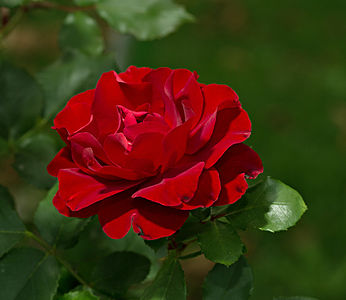 Rose 'Knock Out' in the Volksgarten in Vienna in the late afternoon