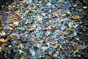 Pond covered with leaves.