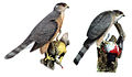 Cooper's Hawk & Sharp-shinned Hawk