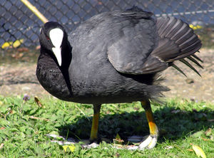 Eurasian Coot in St James Park, London, England