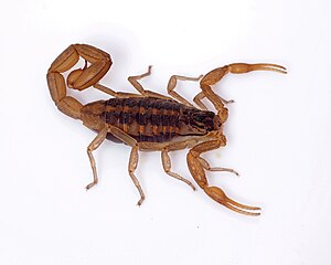 Centruroides infamatus