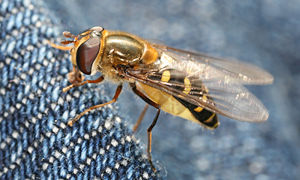 hoverfly from the side.