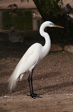 Great Egret (Ardea Alba)