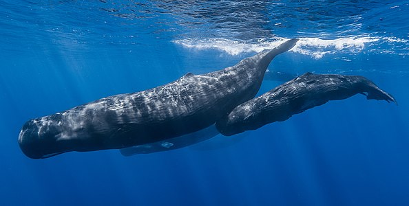 A pod of sperm whales photographed off the coast of Mauritius.