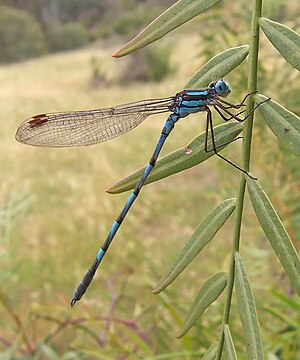 Common Blue Damselfly in Australia