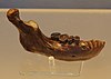 Fossil des Unterkiefers von Penghu 1.JPG