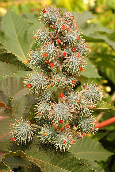 375px-Ricinus_communis_DSC_0022.JPG