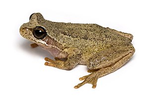 Brown Tree Frog