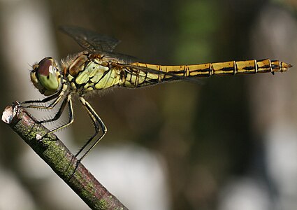 Female sympetrum vulgatum