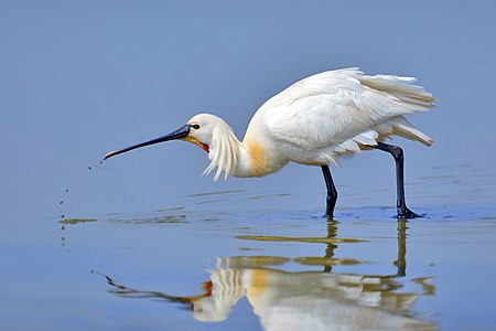 Spoonbill