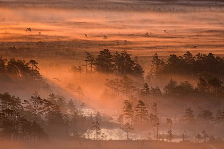 Tolkuse bog in Estonia