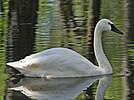 Seite 30: File:Whistling Swan RWD3.jpg Autor: DickDaniels (http://carolinabirds.org/) Lizenz: GNU 1.2+, CC BY-SA 3.0