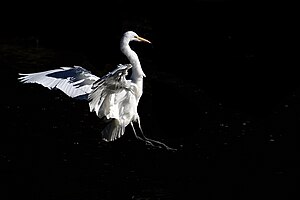 Great Egret