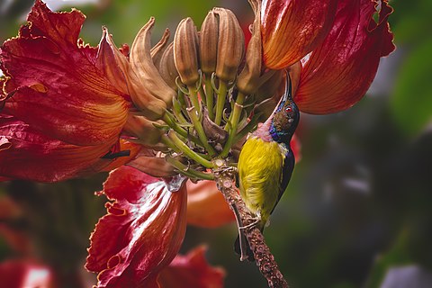 Brown-throated sunbirds are commonly seen upland feeding with nectar