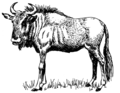 Gnu 1 (PSF).png