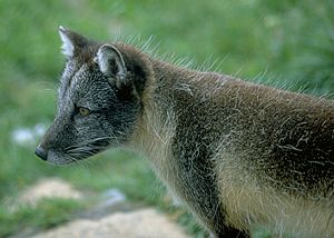 Arctic Fox in Summer