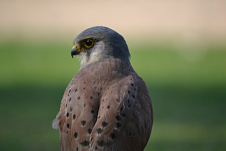 The Common Kestrel (Falco tinnunculus) is a bird of prey species belonging to the kestrel group of the falcon family Falconidae.