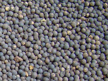 375px-Vidanga_Seeds.JPG