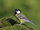 Seite 23: File:Parus_major_-Scotland-8.jpg (https://www.flickr.com/photos/bird-tracker/6427086373/) Autor: Mark Medcalf Lizenz: CC BY 2.0