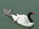 Seite 25: File:Black-necked_Swan_SMTC.jpg Autor: User:SandyCole (Sandy Cole, http://carolinabirds.org/ ) Lizenz: 1.2+, CC BY-SA 3.0