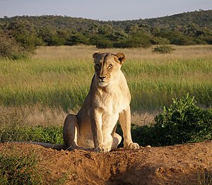 Lioness