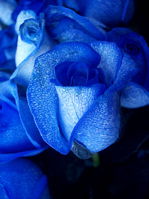 Blue rose