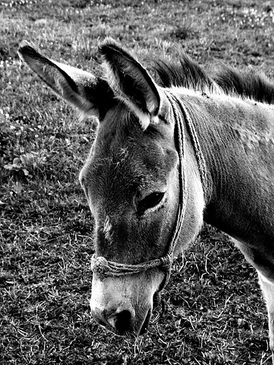 Slika:Donkey LJ.jpg