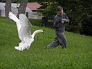 Seite 9: File:The swan attacks man.Hokkaido-toyako,人を襲う洞爺湖の白鳥P6200258モザイク.jpg Autor: 松岡明芳 Lizenz: GNU 1.2+, CC BY-SA 3.0