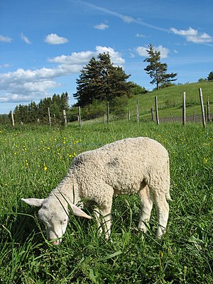 Lamb in the grass