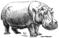 Hippopotamus