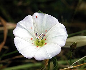 Flower with velvet mites