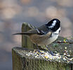 Seite 23: File:Coal_Tit_2a_(5164707800).jpg (https://www.flickr.com/photos/hisgett/5164707800/) Autor: Tony Hisgett from Birmingham, UK Lizenz: CC BY 2.0