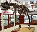 Carnotaurus, Chlupáč Museum, Prague-2.jpg