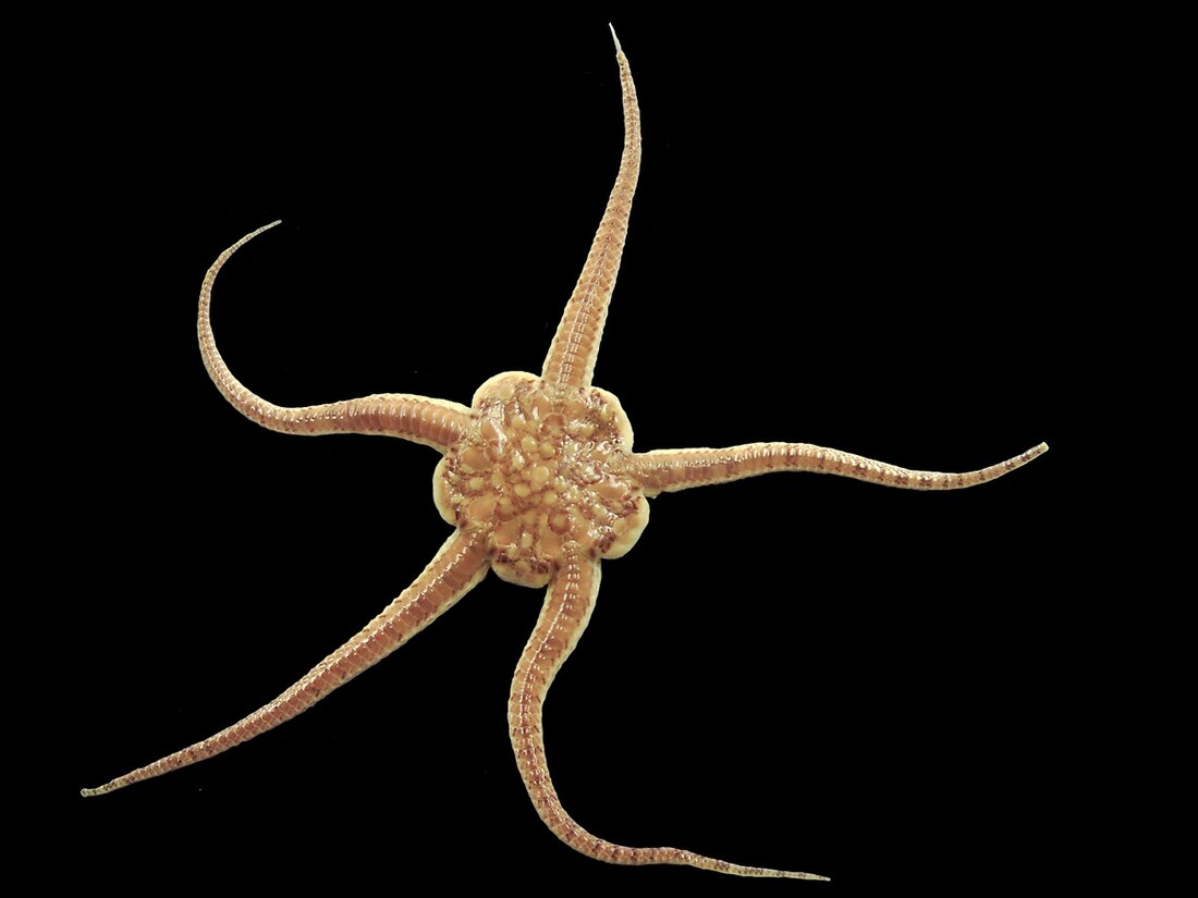Brittle star