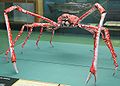 A Japanese Sider Crab in 2006