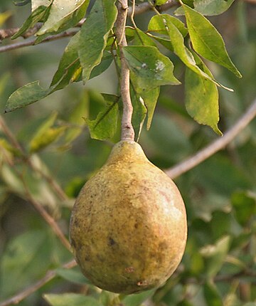 360px-Bael_%28Aegle_marmelos%29_fruit_at_Narendrapur_W_IMG_4099.jpg