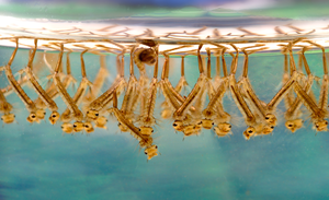 Mosquito larvae under water