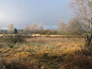 Landscape at Hautes-Fagnes