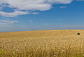 Wheat fields in Ukraine, © Raimond Spekking / CC BY-SA 4.0