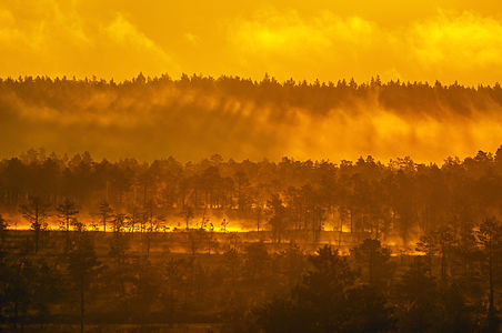 Golden hour in Kõnnu Suursoo bog