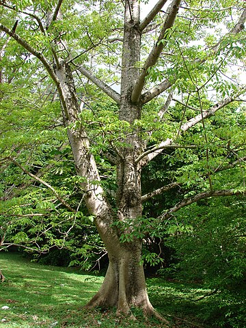 360px-Starr_070515-7031_Bombax_ceiba.jpg