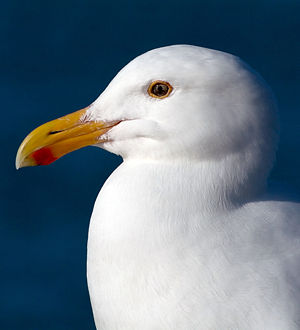 A gull portrait