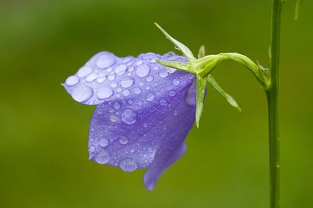 A Campanula after a small rain