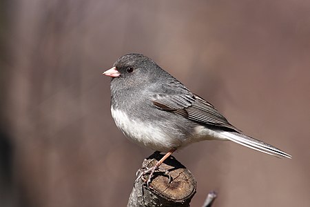 Dark-eyed Junco, male