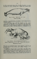 (lower) Reproduction in Proceedings of the Zoological Society of London vol.1852