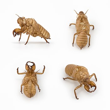 Cicada exuvia