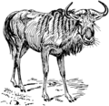 Gnu (PSF).png