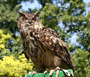 Eurasian Eagle Owl